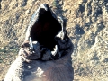 Tremors.2.120 Tremors.2.120