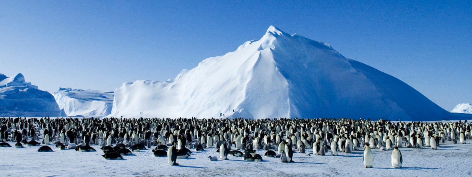 planetearth_epguide_survival_web_01