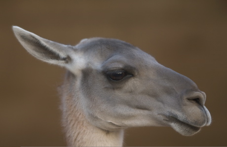 llama