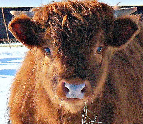 You have a little something on your face MacGregor . (Flickr)