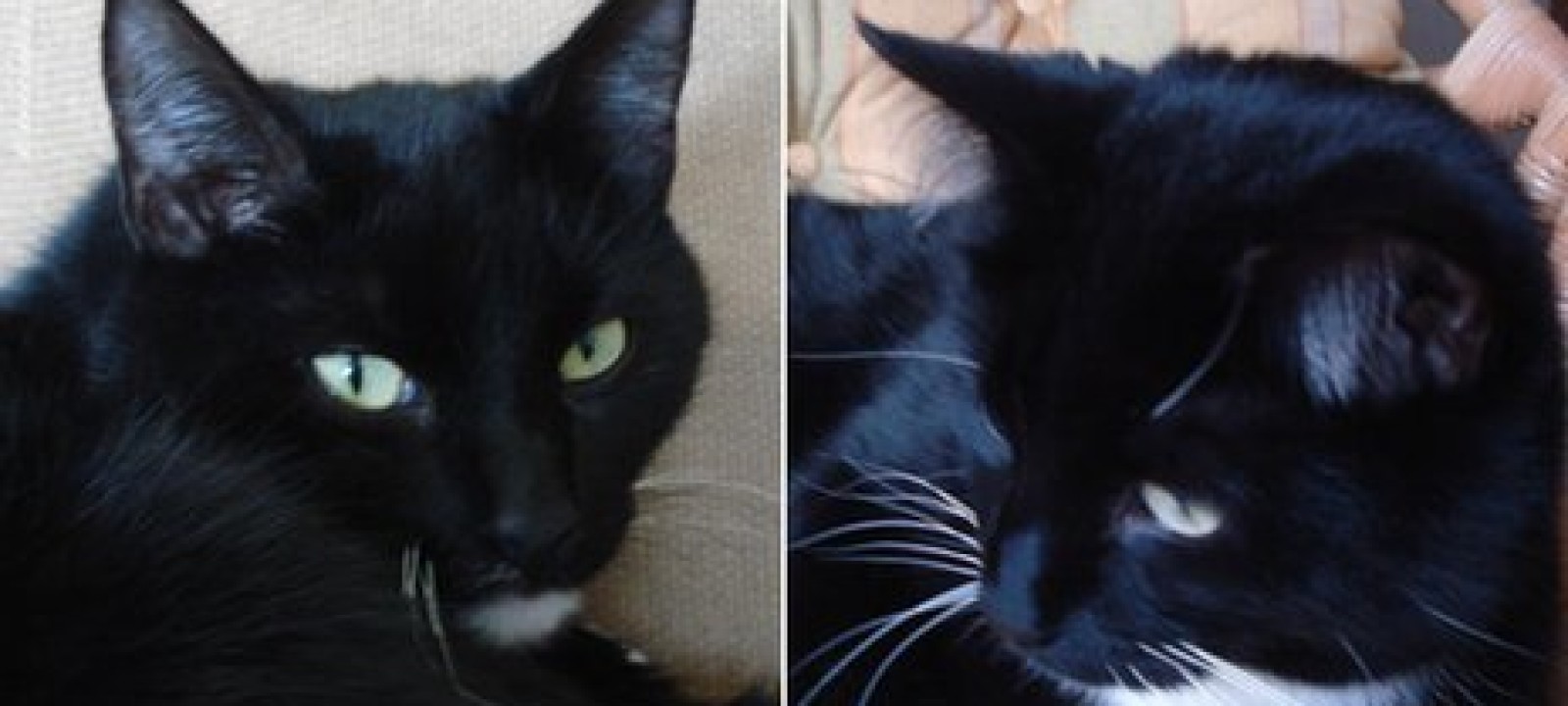 Cat Burglars Strike in Essex Anglophenia BBC America