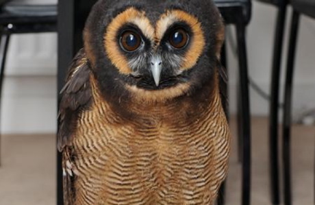 Haru the owl (Kent Online)