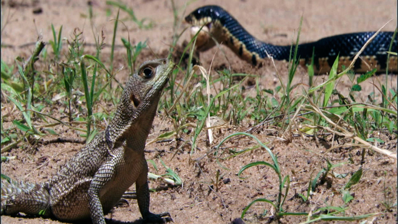 Life: Reptiles and Amphibians | BBC America