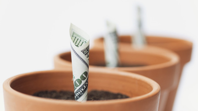 The Money Tree