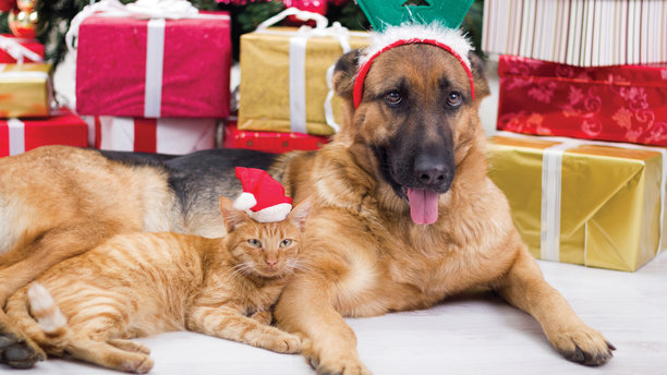 A Christmas-adorned cat and dog awaiting the holidays. (AP Images)