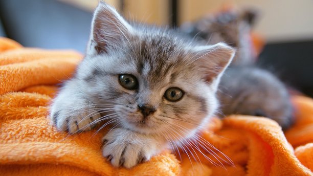An adorable kitten. (AP Images)
