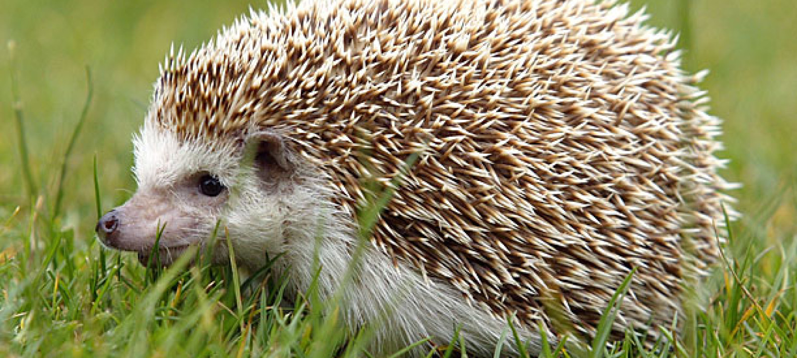 hedgehog-1600x720.jpg