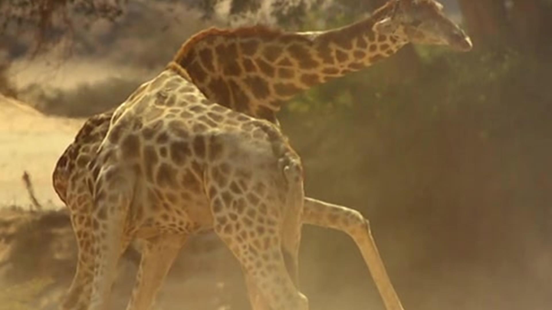 Inside A Giraffe Battle Africa Bbc America 