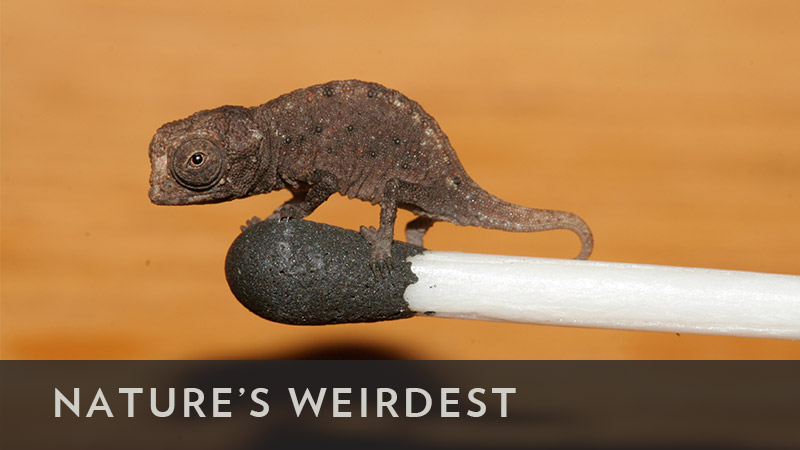 naturesweirdest