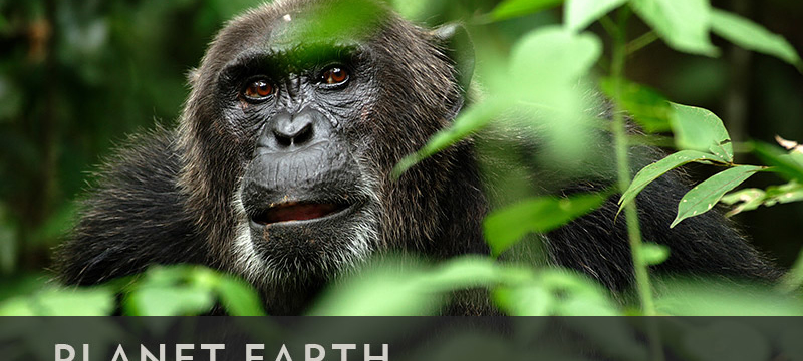 planetearth