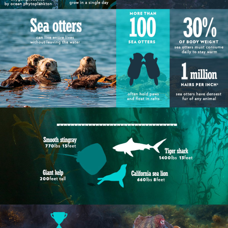 BPII_infographic_ep5_2 (1)