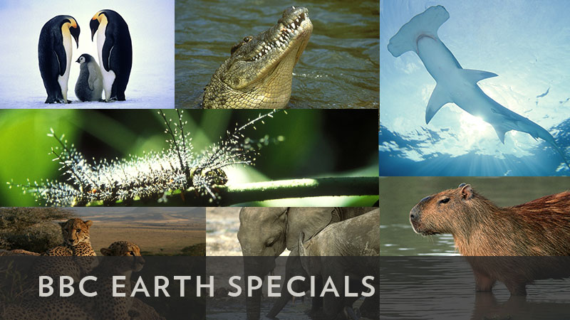 BBCA_EarthSpecials_.com_800x450