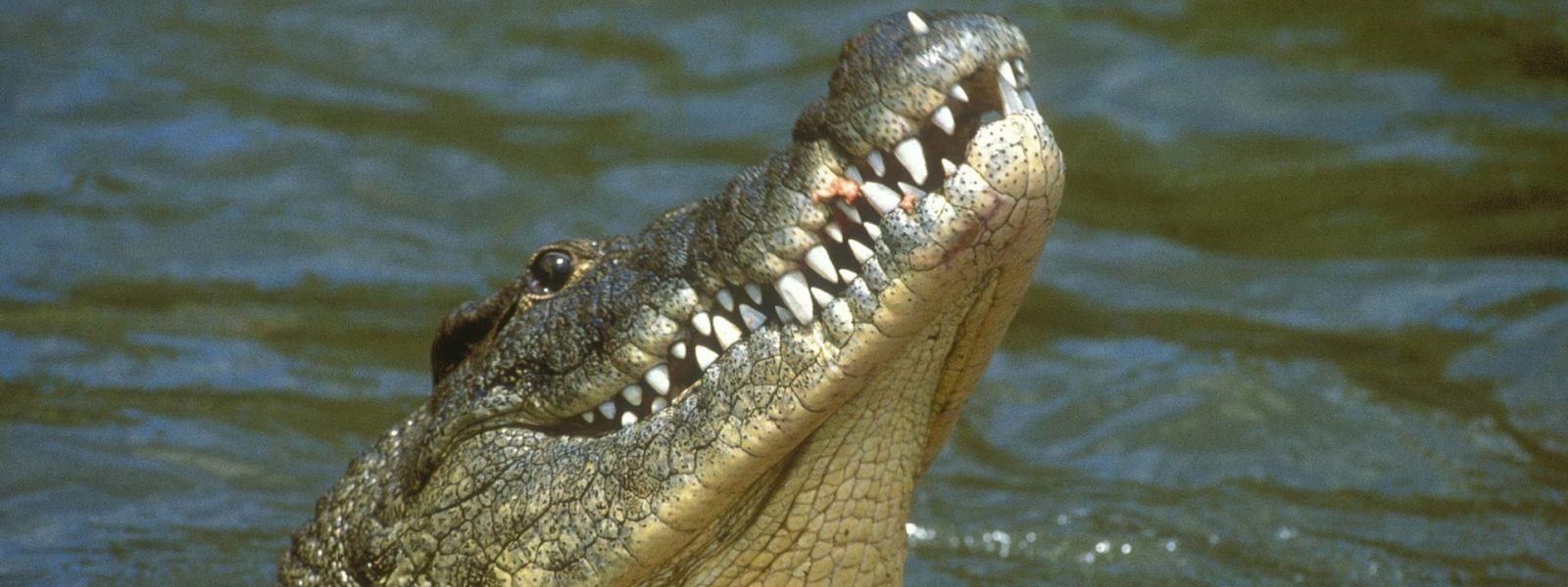 BBCA_EarthSpecials_Crocodile