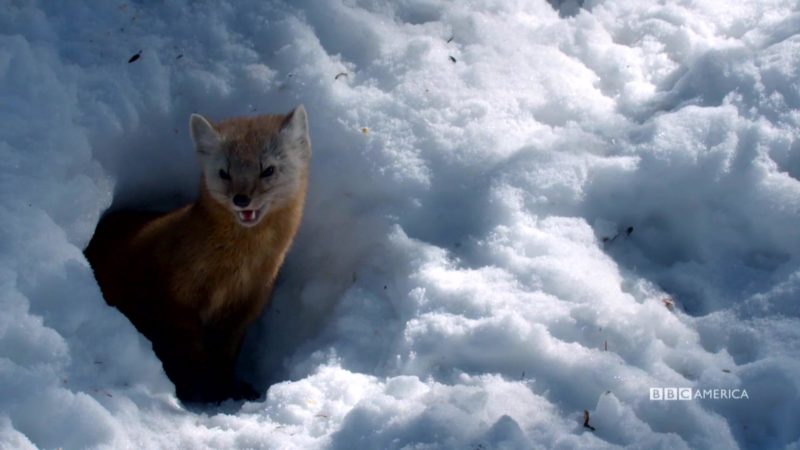 The_Hunt_S1_Social_Clip_103_Pine_Martens_YouTube_Preset_1920x1080_722700355582