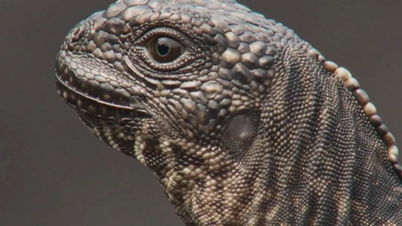 PlanetEarthII_IguanaVSnake_Youtube_Preset_1920x1080_803978819577