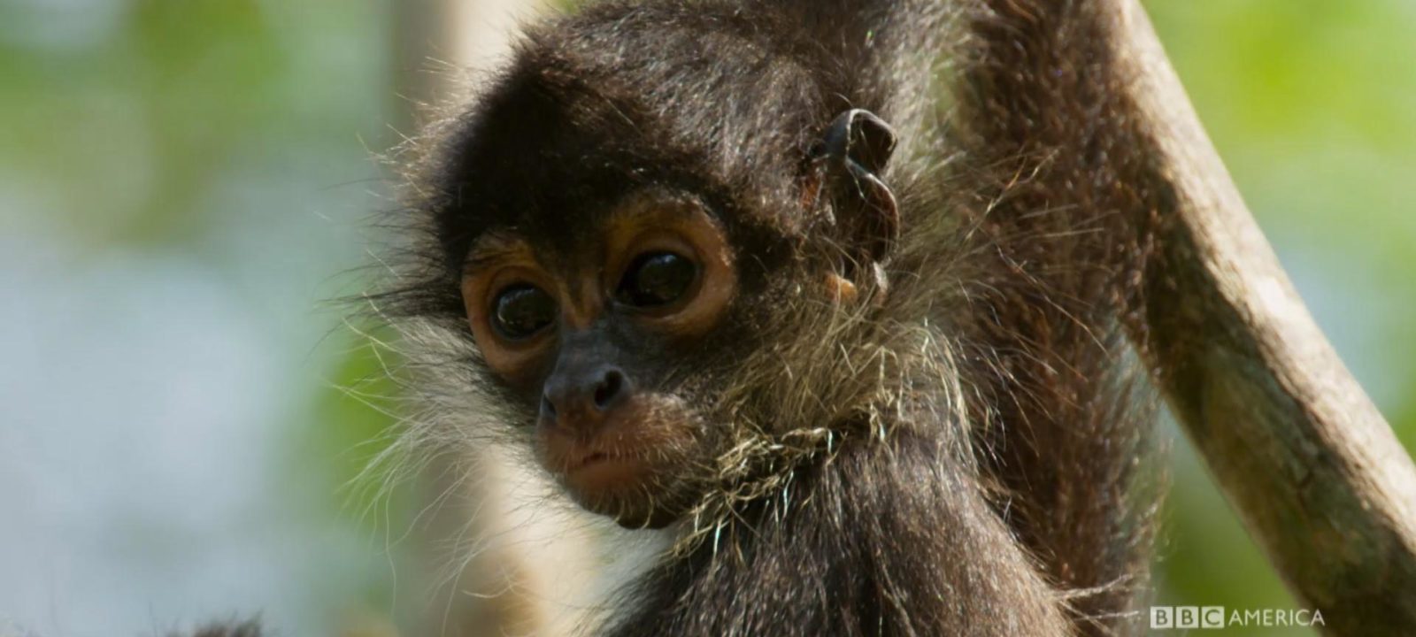 Planet Earth II