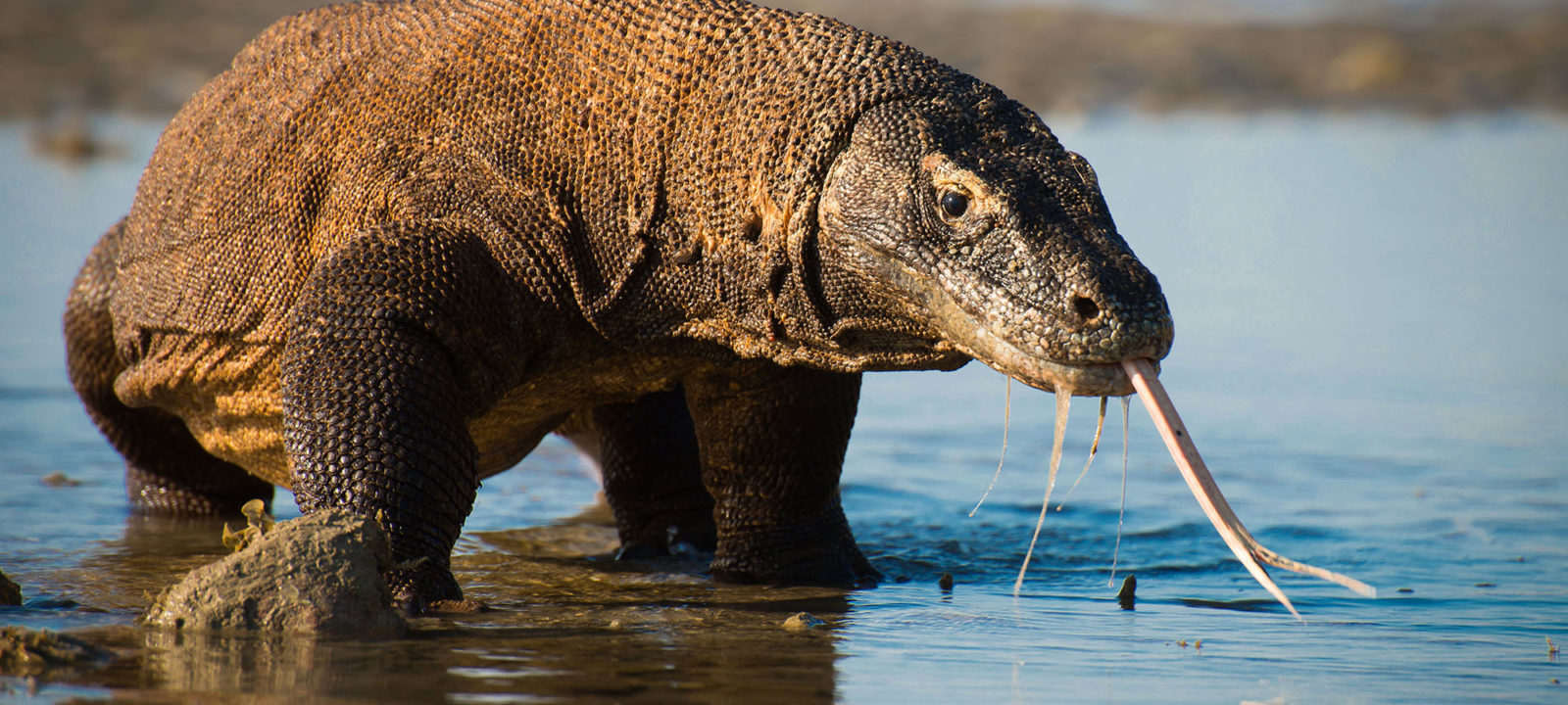 10 Animals You Won T Find In Your Backyard But Will See On