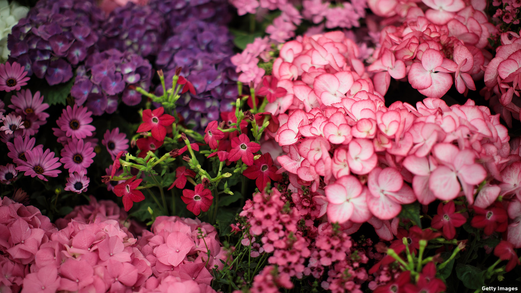 RHS Chelsea Flower Shows Begins