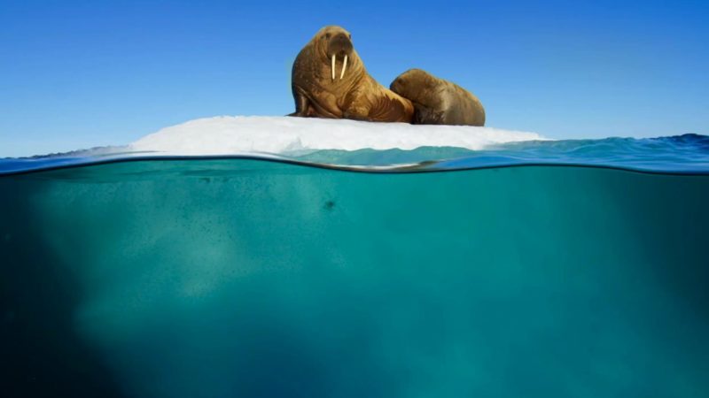 Blue_Planet_II_Prequel_5_Minute_No_Ratings_Bug_YouTube_Preset_1920x1080_1056089667613