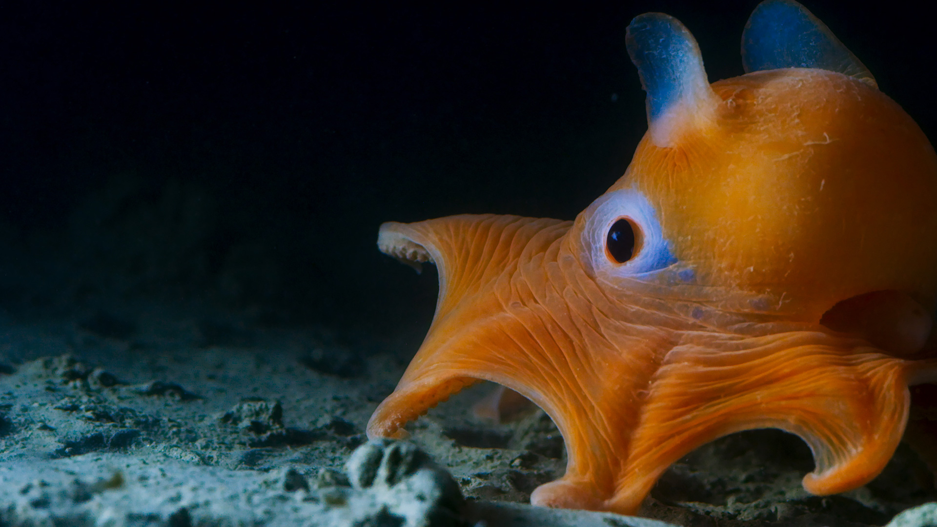 The Deep, Journey to the deepest parts of the oceans., TV-G, Season 2, Episode 2