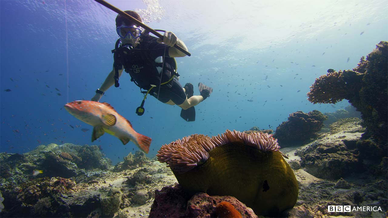 blue planet 2 episode 2 watch online blue planet 2 episode 2 watch online