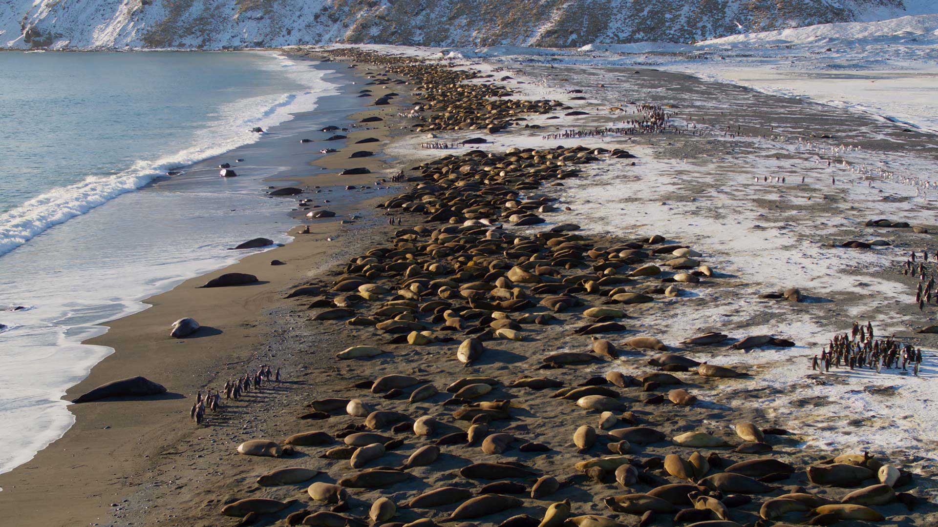 Coasts, Discover diverse costal lifeforms., TV-G, Season 2, Episode 6
