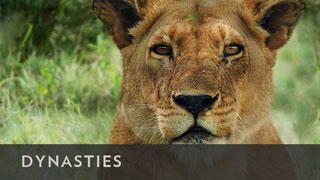 BBCA_Dynasties_320x180