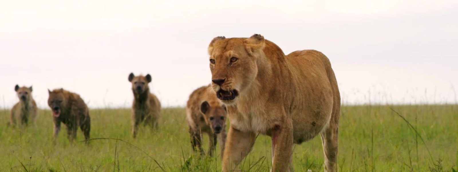 Dynasties_S01_Trailer_60_YouTubePreset_16x9_1920x1080_1353896003746