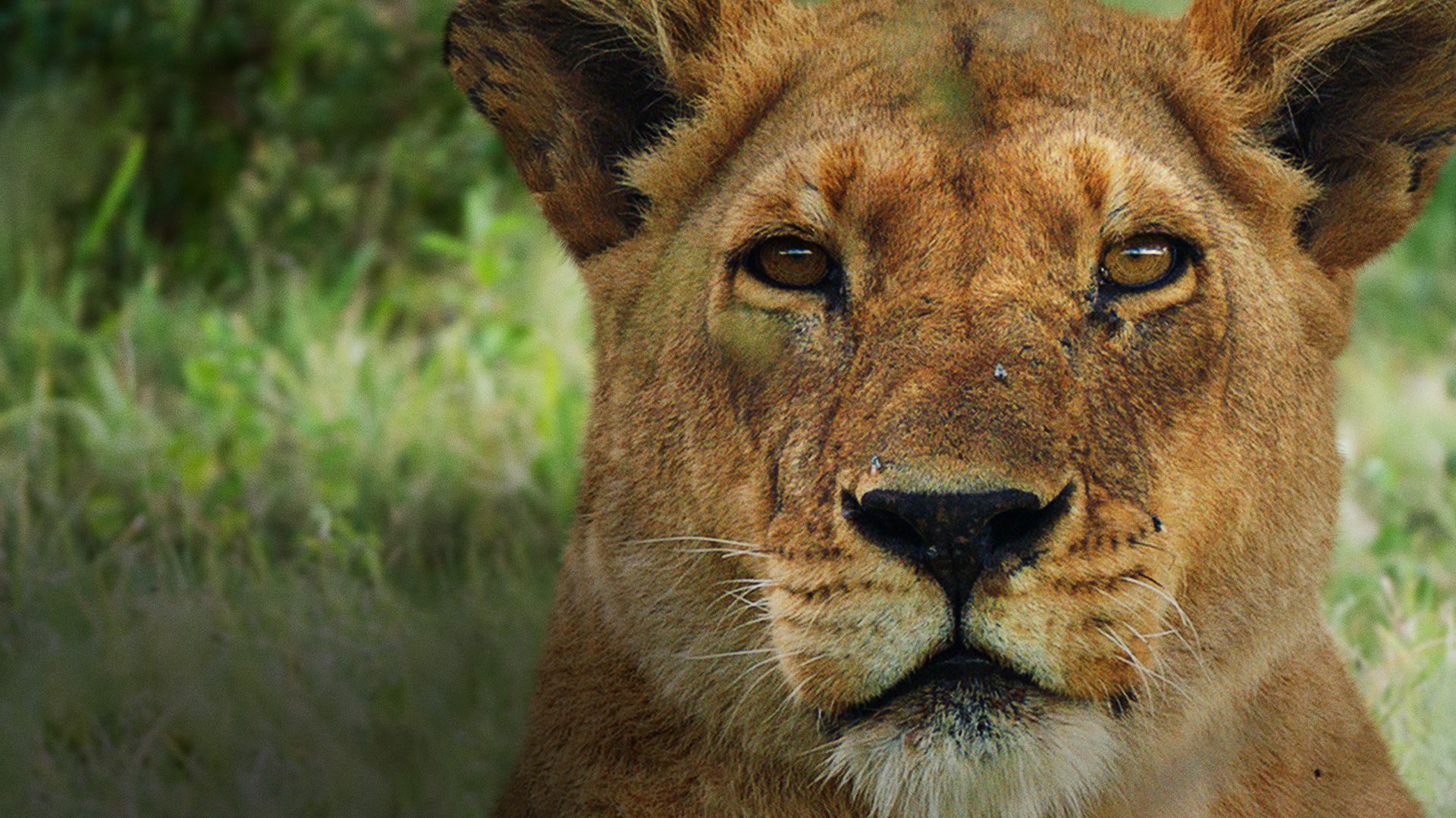 Where to Watch Dynasties