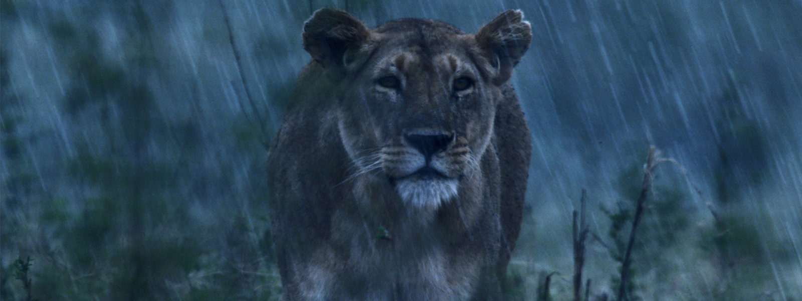 Lion_1920x1080
