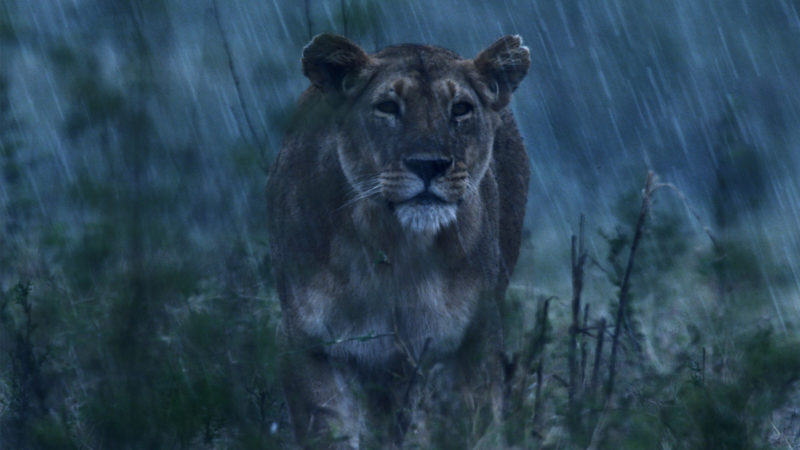 Lion_1920x1080-mpx