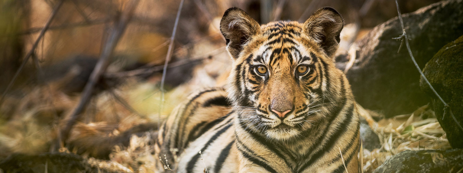 Tiger_1920x1080