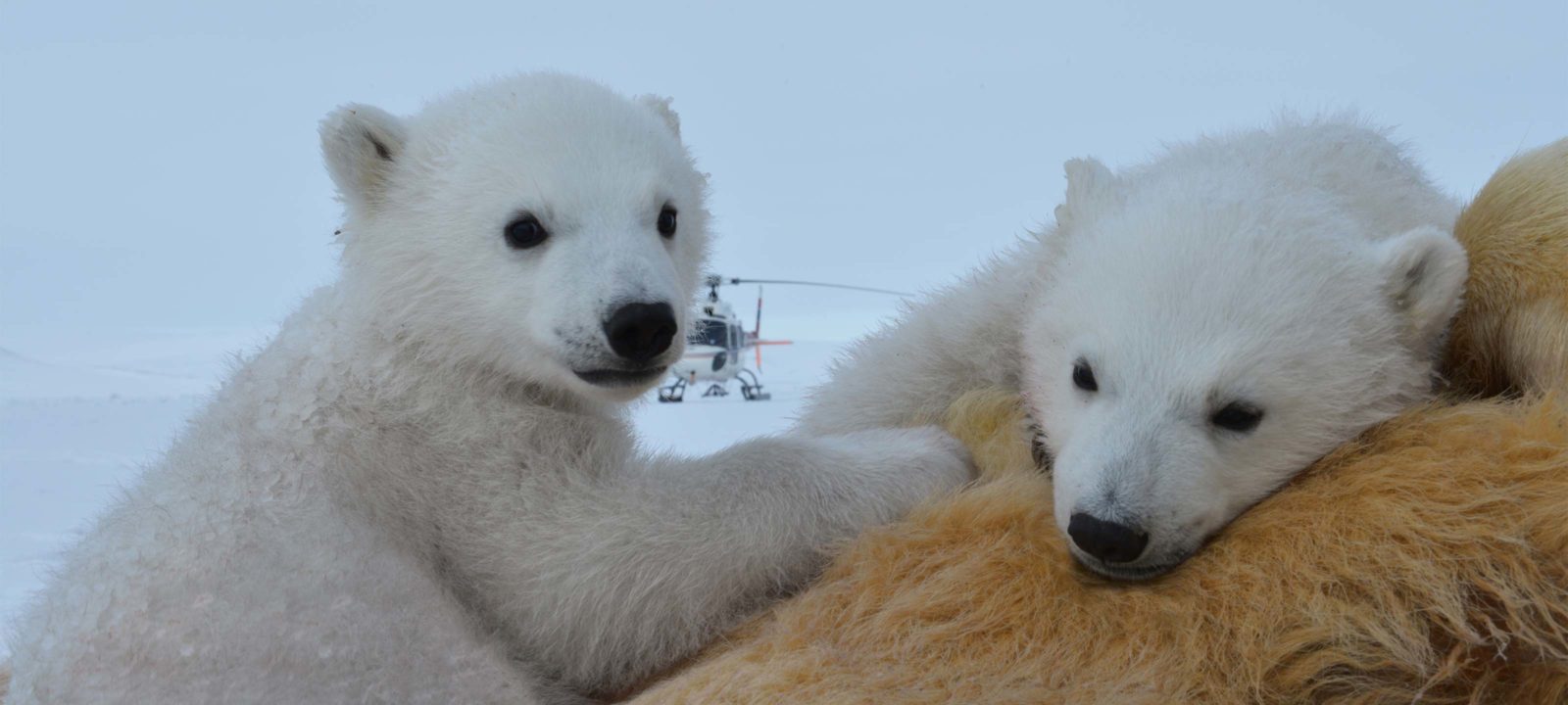 The Polar Bear Family and Me | BBC America