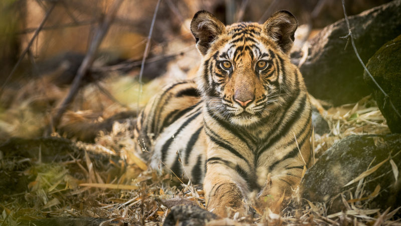 Tiger_1920x1080