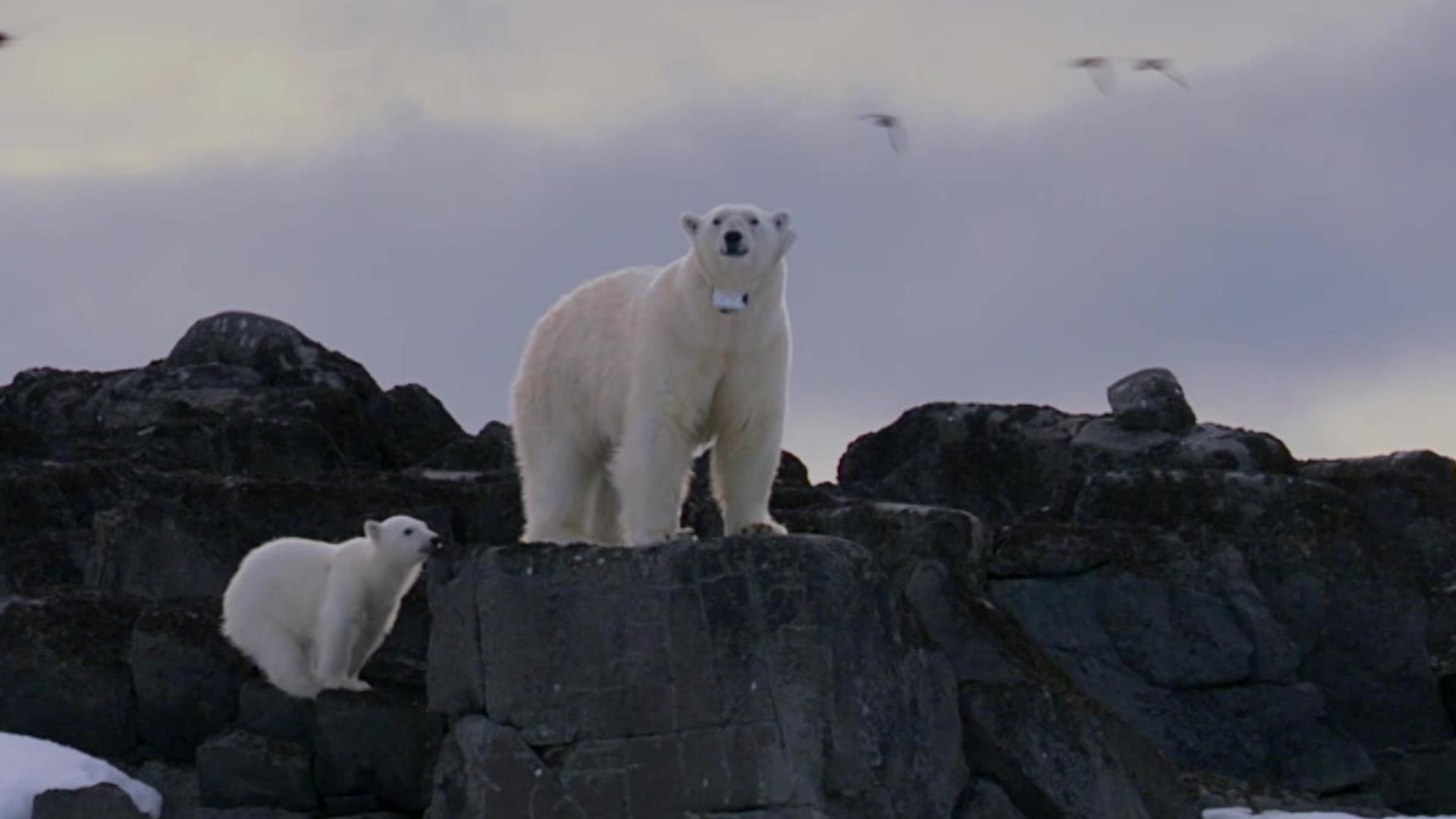 Saturdays The Polar Bear Family And Me Watch The Polar Bear Family And Me Video Extras Bbc America