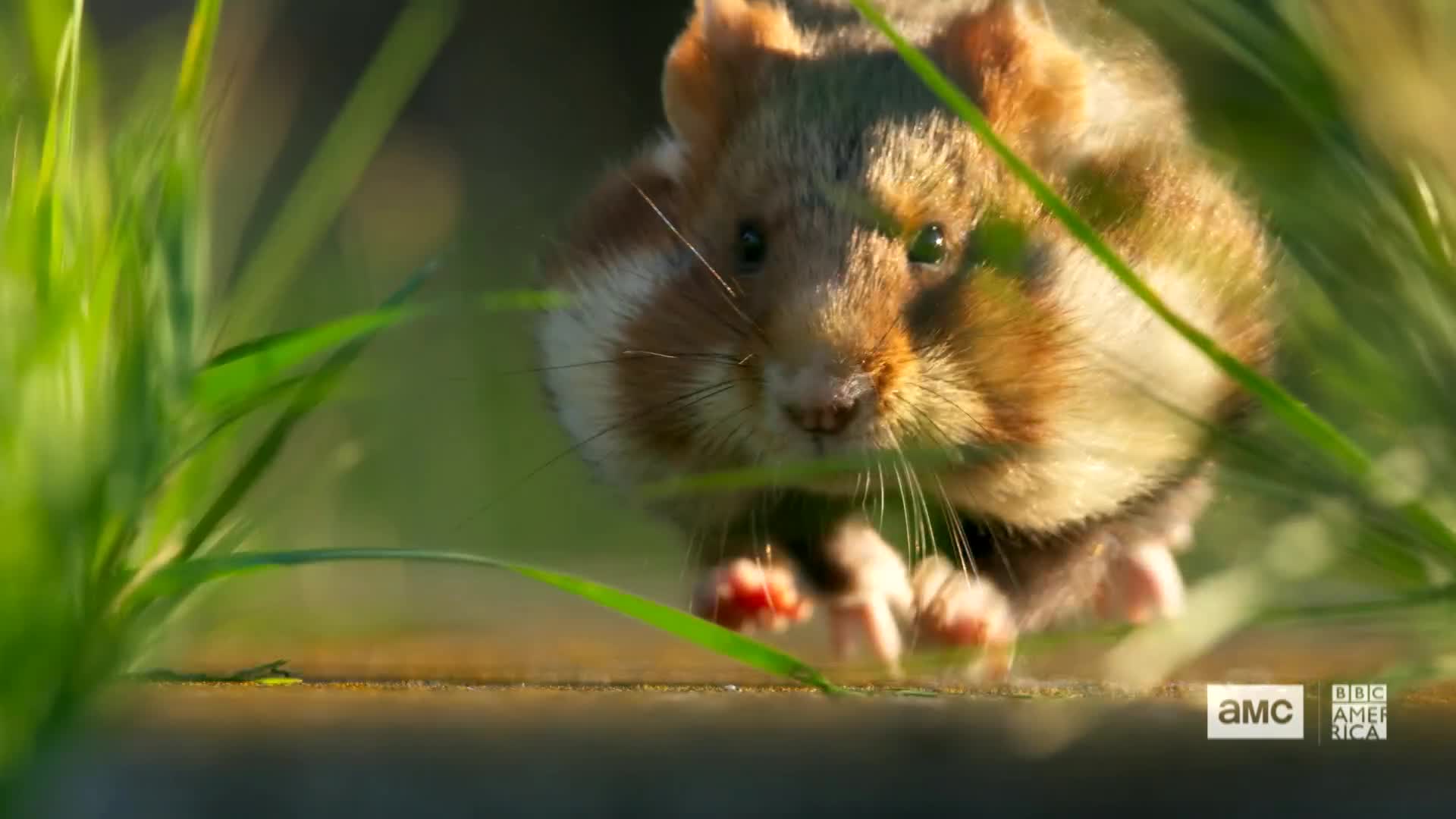 Wild Hamster Cemetery Fight Watch Seven Worlds One Planet Video Extras Bbc America