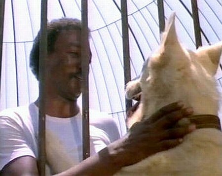 White Dog