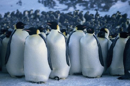 March Of The Penguins Vimeo