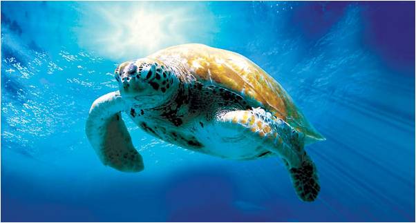 Turtles