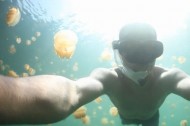 jellyfish Vimeo of the Week: Jellyfish Lake