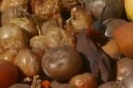 Rotting Fruit Rotting fruit & vegetables: a growth industry