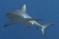 Sharks Shark diving more valuable than shark finning