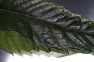 Leafsnap: the electronic field guide that gets smarter with use