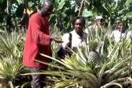 Organic farming in Uganda: can pineapples lead to prosperity?