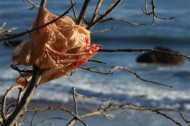 plastic shopping bag in tree BAG IT: when plastics get personal