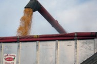 corn farming The 30 Project: Three decades to a more sustainable food system