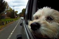 Driving in cars with dogs — A cinematic dedication