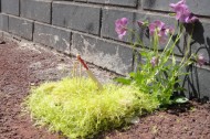 cricket garden featured Crack gardening, or how to turn a pothole into a work of art