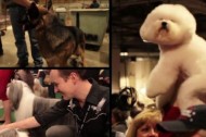 This week's top 5 trending videos: Animal style