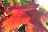 fall leaves featured Green tech finds: Got some organic matter lying around?